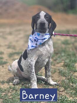 Bluetick Coonhound and Treeing Walker Coonhound Dogs Available for Adoption in Walthill, Nebraska - Barney | PetCurious