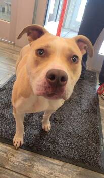 Rescue Pit Bull Terrier Dogs for Adoption in Sidney, Ohio - Camila Yrly 216 | PetCurious