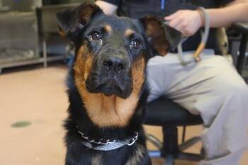 Rescue Mixed Breed Dogs for Adoption in Columbia, South Carolina - GABRIELLA | PetCurious