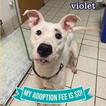 Mixed Breed Dogs Available for Adoption in Charleston, West Virginia - Violet | PetCurious