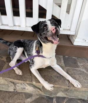 Doobie -  Australian Shepherd Dog for Adoption in Mocksville, North Carolina - Doobie | PetCurious