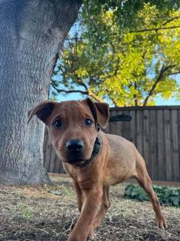 Fall Leaves Litter: Aspen -  Miniature Pinscher Dog for Adoption in Dallas, Texas - Fall Leaves Litter: Aspen | PetCurious