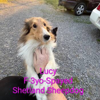 Shetland Sheepdog Sheltie Dogs Available for Adoption in Trenton, Georgia - Lucy | PetCurious