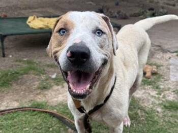 Mixed Breed Dogs Available for Adoption in Georgetown, Texas - Molley | PetCurious