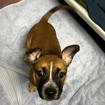 Rose -  Mixed Breed Dog for Adoption in Asheville, North Carolina - Rose | PetCurious