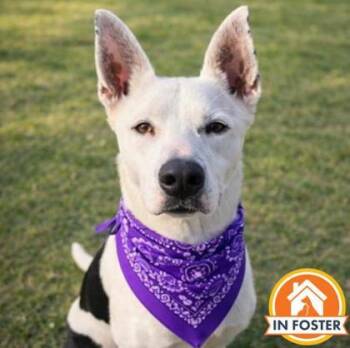 Mixed Breed Dogs Available for Adoption in Merriam, Kansas - Marbles | PetCurious