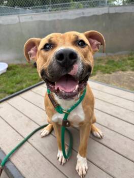 Krug -  Pit Bull Terrier Dog for Adoption in Chicago, Illinois - Krug | PetCurious