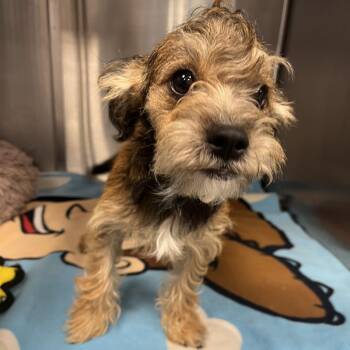 Rocky -  Yorkshire Terrier and Miniature Schnauzer Dog for Adoption in Madisonville, Tennessee - Rocky | PetCurious