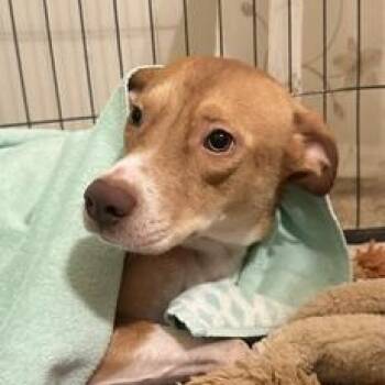 Australian Cattle Dog Blue Heeler and German Shepherd Dog Dogs Available for Adoption in Liverpool, Texas - Lola | PetCurious