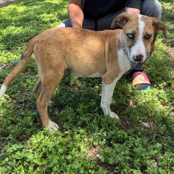 Charlie -  Australian Shepherd and Mixed Breed Dog for Adoption in Kerrville, Texas - Charlie | PetCurious