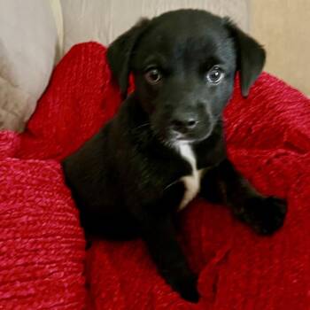 Vinny -  Labrador Retriever and Flat Coated Retriever Dog for Adoption - Vinny | PetCurious