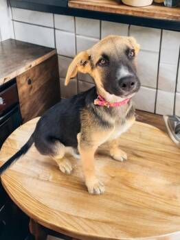 Nina -  German Shepherd Dog Dog for Adoption in Rollingwood, Texas - Nina | PetCurious
