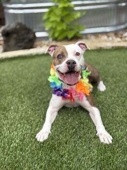 Nala -  American Staffordshire Terrier Dog for Adoption in Mico, Texas - Nala | PetCurious