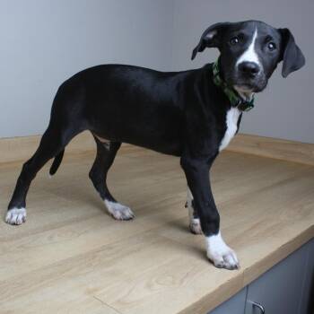 Morris D70644 -  Black Labrador Retriever and Mixed Breed Dog for Adoption in Minnetonka, Minnesota - Morris D70644 | PetCurious