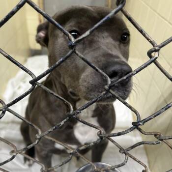 Saucy Sawsee Seesaw -  Mixed Breed Dog for Adoption in Savannah, Georgia - Saucy Sawsee Seesaw | PetCurious