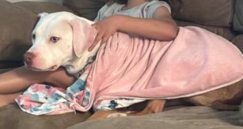 PENNY -  American Bulldog Dog for Adoption in Edgecliff Village, Texas - PENNY | PetCurious