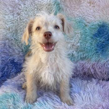 Butters -  Terrier and Poodle Dog for Adoption in Tucson, Arizona - Butters | PetCurious