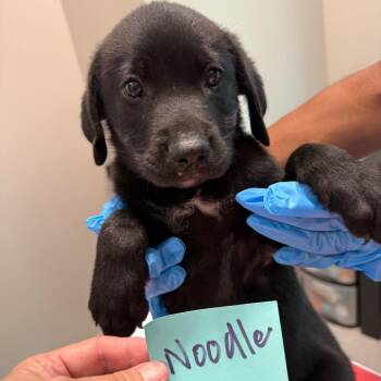 Noodle 22439 -  Basset Hound and Labrador Retriever Dog for Adoption in Cumming, Georgia - Noodle 22439 | PetCurious