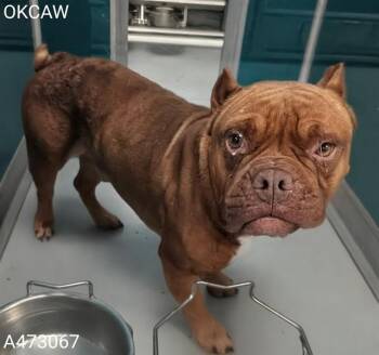 Pit Bull Terrier and Mixed Breed Dogs Available for Adoption in Oklahoma City, Oklahoma - A473067 | PetCurious