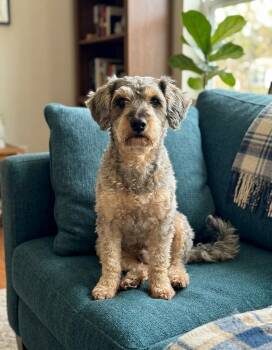Jed -  Yorkie Poo Dog for Adoption in Semmes, Alabama - Jed | PetCurious
