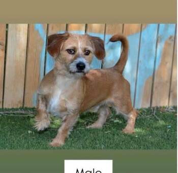 Melvin -  Terrier and Mixed Breed Dog for Adoption in Heber City, Utah - Melvin | PetCurious
