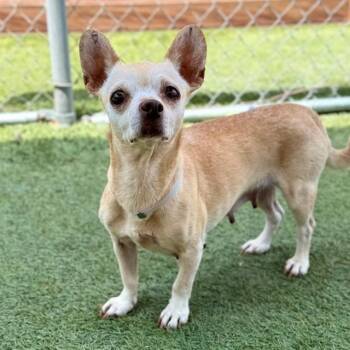 Pippa -  Chihuahua and Mixed Breed Dog for Adoption in Hawthorne, California - Pippa | PetCurious