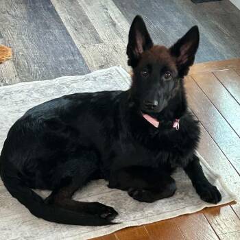 Tori -  German Shepherd Dog Dog for Adoption in Brockport, New York - Tori | PetCurious