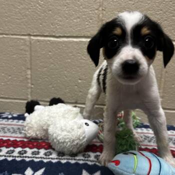 Egypt -  Beagle and Mixed Breed Dog for Adoption in Jacksboro, Tennessee - Egypt | PetCurious