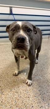 LINNA -  American Bulldog and Mixed Breed Dog for Adoption in Doral, Florida - LINNA | PetCurious