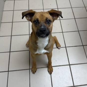Bianca -  Shepherd and Boxer Dog for Adoption in Tuscaloosa, Alabama - Bianca | PetCurious