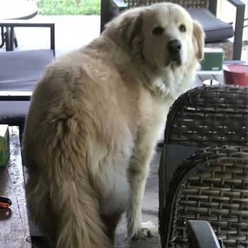 Abbey -  Great Pyrenees Dog for Adoption in Wadena, Minnesota - Abbey | PetCurious