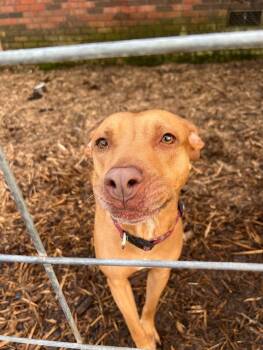 Rescue Pit Bull Terrier and Mixed Breed Dogs for Adoption in Thomasville, Alabama - Sweet Pea | PetCurious