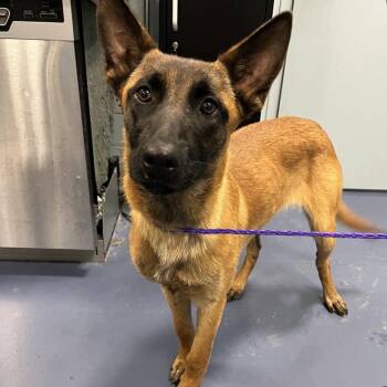 Belgian Shepherd Malinois Dogs Available for Adoption in Greensboro, North Carolina - Coffee Bean | PetCurious