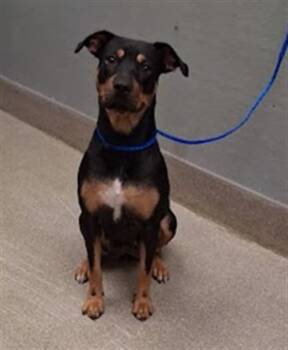 DAKOTA -  Rottweiler Dog for Adoption in Las Vegas, Nevada - DAKOTA | PetCurious