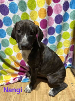 Rescue Hound and Labrador Retriever Dogs for Adoption in Ball Ground, Georgia - Nangi | PetCurious