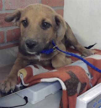 German Shepherd Dog and Mixed Breed Dogs Available for Adoption in Houston, Texas - A2070782 | PetCurious