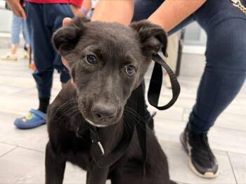 A1265554 -  Labrador Retriever and Poodle Dog for Adoption in Charlotte, North Carolina - A1265554 | PetCurious
