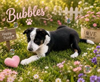 Bubbles -  Border Collie and Australian Cattle Dog Blue Heeler Dog for Adoption in Tulsa, Oklahoma - Bubbles | PetCurious