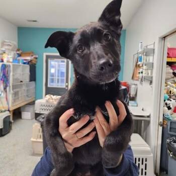 Mixed Breed Dogs Available for Adoption - Jenna Phoenix | PetCurious