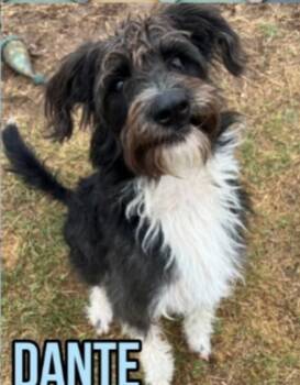 Dante -  Wirehaired Terrier and Poodle Dog for Adoption in Thompson Falls, Montana - Dante | PetCurious