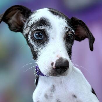 Camilla -  Chihuahua and Mixed Breed Dog for Adoption in Boerne, Texas - Camilla | PetCurious