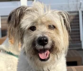 Terrier and Jindo Dogs Available for Adoption in San Ramon, California - Daru | PetCurious