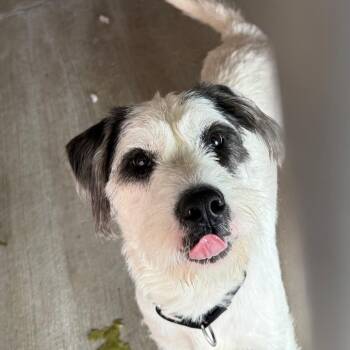 Thirteen -  Schnauzer and Wire Fox Terrier Dog for Adoption in Waldorf, Maryland - Thirteen | PetCurious