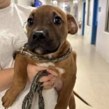 Snap (ID 51714) -  Pit Bull Terrier Dog for Adoption in Manassas, Virginia - Snap (ID 51714) | PetCurious
