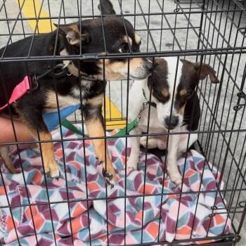 Chihuahua Dogs Available for Adoption in New Orleans, Louisiana - Sundance Silas | PetCurious