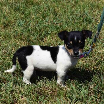 Mary -  Mixed Breed Dog for Adoption in Searcy, Arkansas - Mary | PetCurious