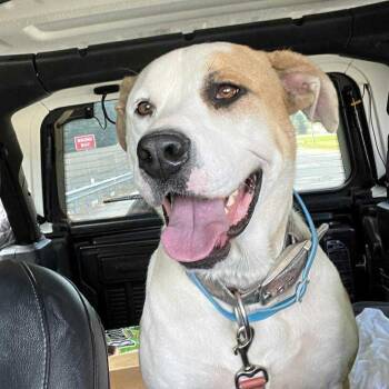 Rescue Terrier Dogs for Adoption in Rochester, New York - Roxy | PetCurious