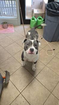Gunner -  Pit Bull Terrier Dog for Adoption in Marion, Ohio - Gunner | PetCurious