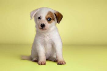 Colada -  Rat Terrier Dog for Adoption in Wolcott, Connecticut - Colada | PetCurious