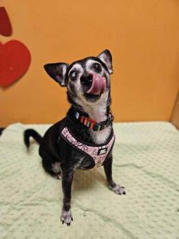Jackson -  Chihuahua Dog for Adoption in Bellingham, Washington - Jackson | PetCurious